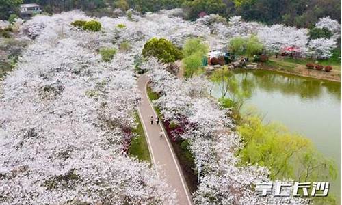 望城玉湖公园樱花开了吗_望城玉湖公园樱花开了吗现在